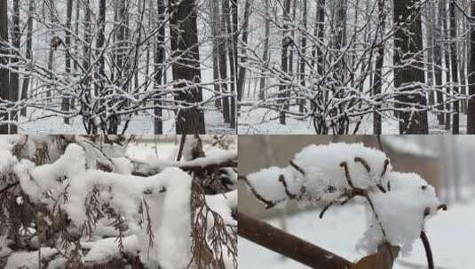 树枝上的白雪视频高清在线视频素材下载