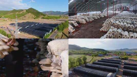 大棚种植 香菇蘑菇 采摘4K高清在线视频素材下载