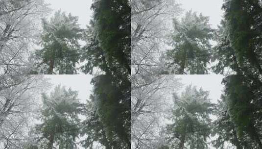 冬季森林场景中积雪覆盖的树木高清在线视频素材下载