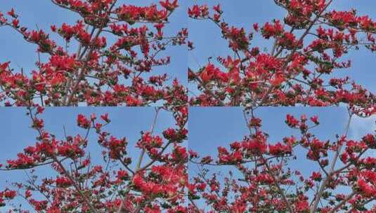 盛开的木棉花特写高清在线视频素材下载