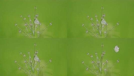 绿色田野中白色小花上的白色蝴蝶高清在线视频素材下载