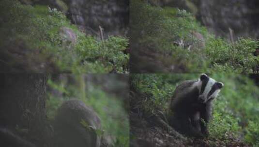 野生獾森林觅食高清在线视频素材下载