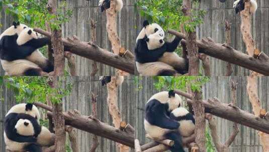 成都大熊猫繁育研究基地嬉戏的大熊猫母子高清在线视频素材下载