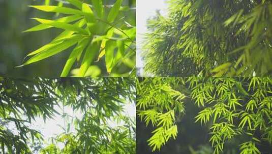 自然实拍阳光明媚竹林自然风光实拍视频4K高清在线视频素材下载