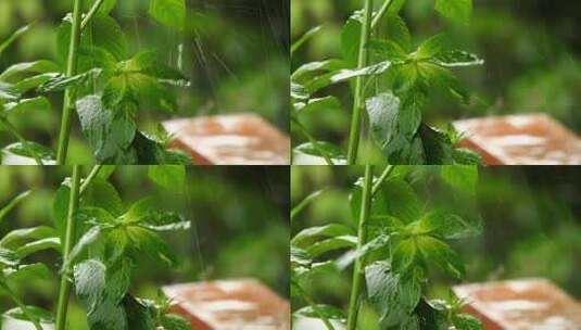 实拍下雨场景视频素材高清在线视频素材下载