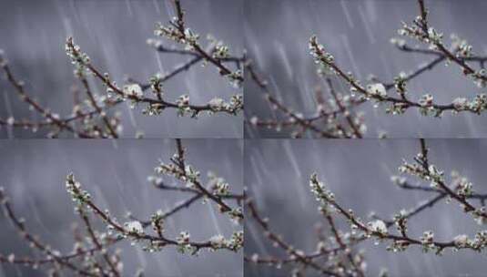 冰霜雨雪树枝嫩芽春季降温高清在线视频素材下载