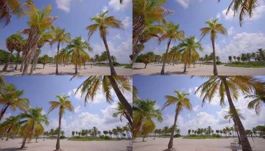 在沙滩上的棕榈树高清在线视频素材下载