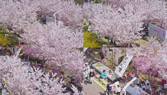 樱花节樱花市集春天市集高清在线视频素材下载