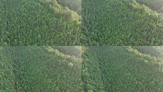 阳光下的松树林航拍树林原始森林大自然风景高清在线视频素材下载