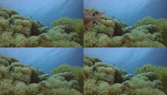 美丽的软珊瑚高清在线视频素材下载