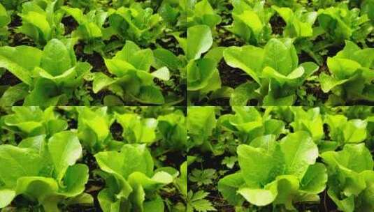 新鲜绿色有机蔬菜青菜农作物高清在线视频素材下载
