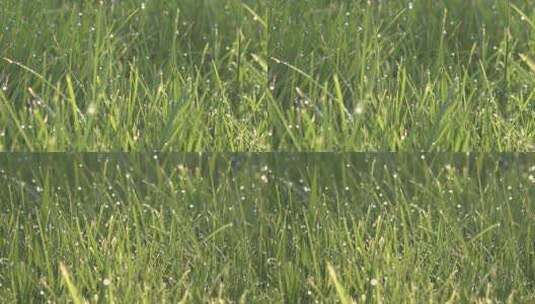 小清新绿草露珠儿光斑1高清在线视频素材下载
