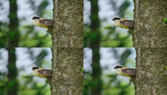 树枝上的小鸟伯劳高清在线视频素材下载