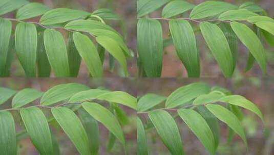 黄精植物高清在线视频素材下载