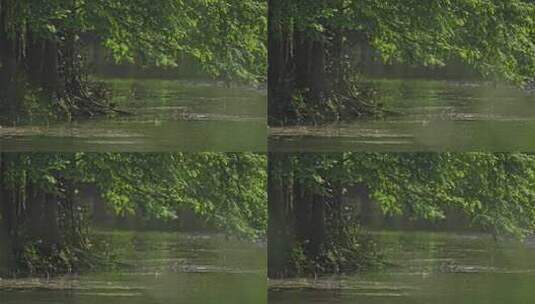 大自然湖边水边高清在线视频素材下载