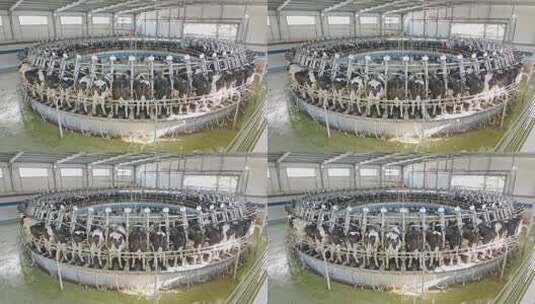 科学养牛 奶牛高清在线视频素材下载
