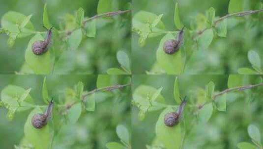 绿色自然小清新蜗牛爬行-立夏高清在线视频素材下载