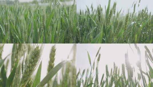 干旱的小麦麦田被雨水灌溉高清在线视频素材下载