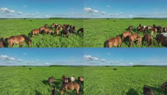 青草地上的马群高清在线视频素材下载