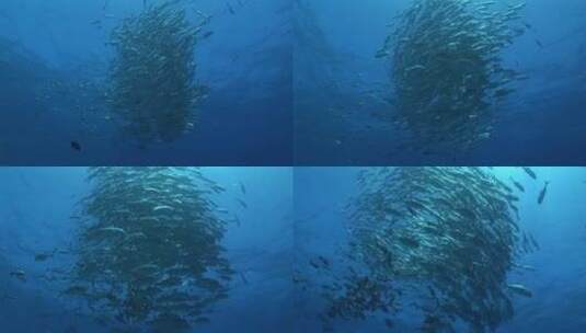 深海大海高清在线视频素材下载