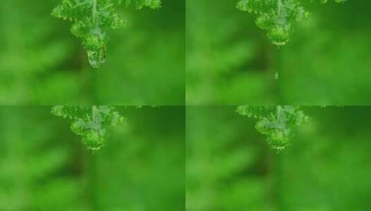 绿植水滴滴水水珠滴落高清在线视频素材下载