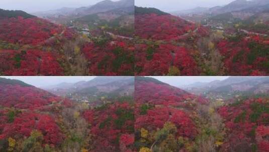 山东济南南部山区红叶谷秋天航拍高清在线视频素材下载