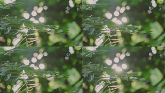 阳光穿透森林树叶逆光绿叶高清在线视频素材下载