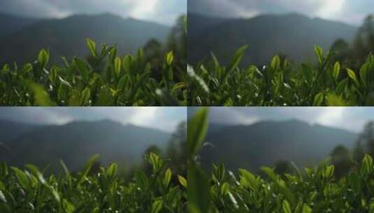 茶叶茶树高清在线视频素材下载