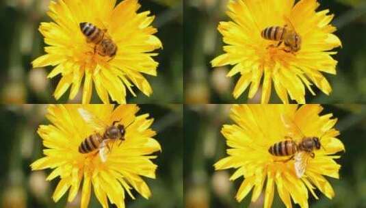 特写蜜蜂落在花瓣上采花粉01高清在线视频素材下载