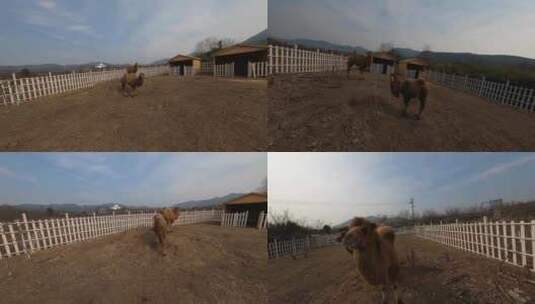 穿越机航拍动物园动物马羊驼骆驼鸟类高清在线视频素材下载