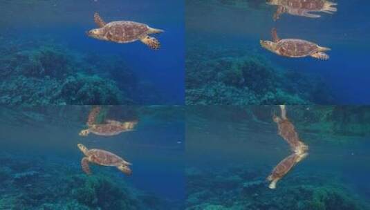 海龟呼吸反射高清在线视频素材下载