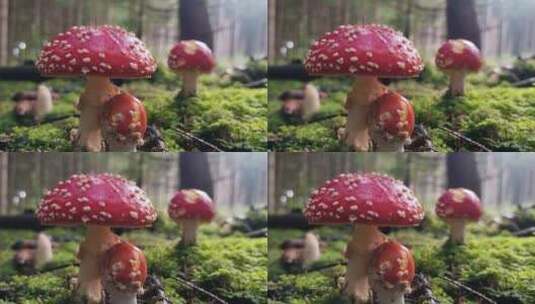 野外树林里的野生红蘑菇高清在线视频素材下载