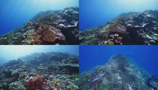 鱼群海龟魔鬼鱼珊瑚礁斐济大星盘礁海洋美景高清在线视频素材下载