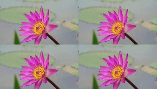 植物鲜花睡莲高清在线视频素材下载