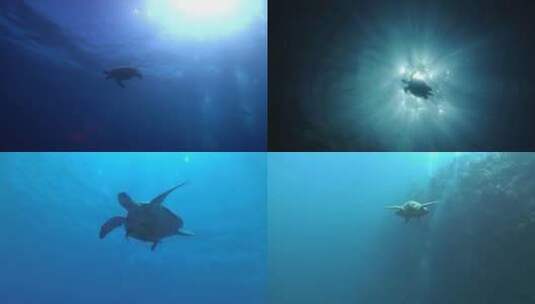 【合集】海龟 海洋生物 龟高清在线视频素材下载