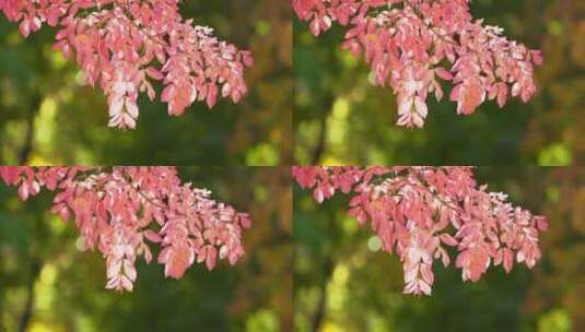 枫叶、枫树高清在线视频素材下载