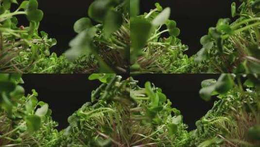 无土栽培蔬菜幼芽高清在线视频素材下载