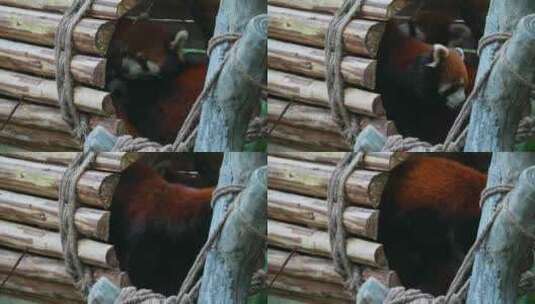 小熊猫日常活动高清在线视频素材下载