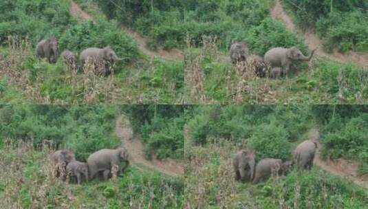 云南野生亚洲象实拍高清在线视频素材下载