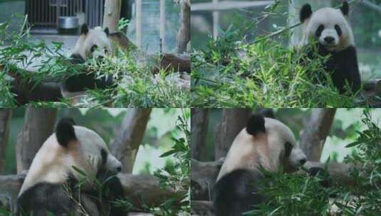熊猫吃竹子视频合集高清在线视频素材下载