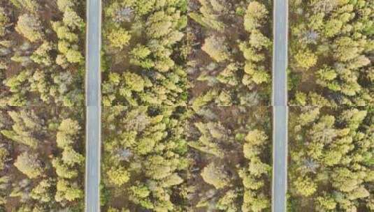 航拍内蒙古呼伦贝尔森林道路秋季自然风光高清在线视频素材下载