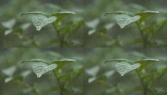 下雨水滴树叶滴水升格慢镜头高清在线视频素材下载