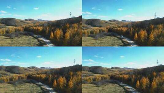 无人机航拍坝上草原秋景金黄树叶高清在线视频素材下载