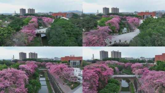 中国广东省广州市从化区华软丝木棉广场高清在线视频素材下载