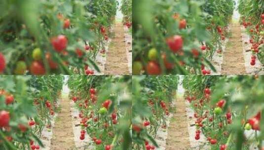 温室培育小番茄高清在线视频素材下载