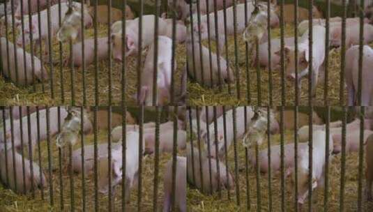 活泼小猪养猪场小猪养殖高清在线视频素材下载