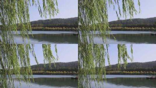 中国杭州西湖湖边柳条摇曳慢镜头高清在线视频素材下载
