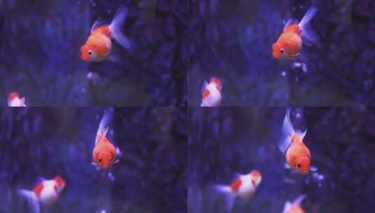 观赏鱼 鱼缸里的金鱼游动慢镜头高清在线视频素材下载