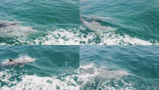 蓝色大海海豚飞跃可爱的海豚高清在线视频素材下载
