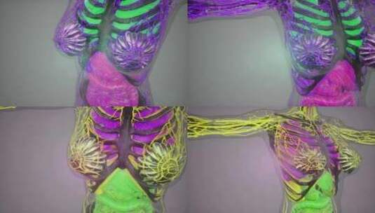 人体结构运动人体器官高清在线视频素材下载